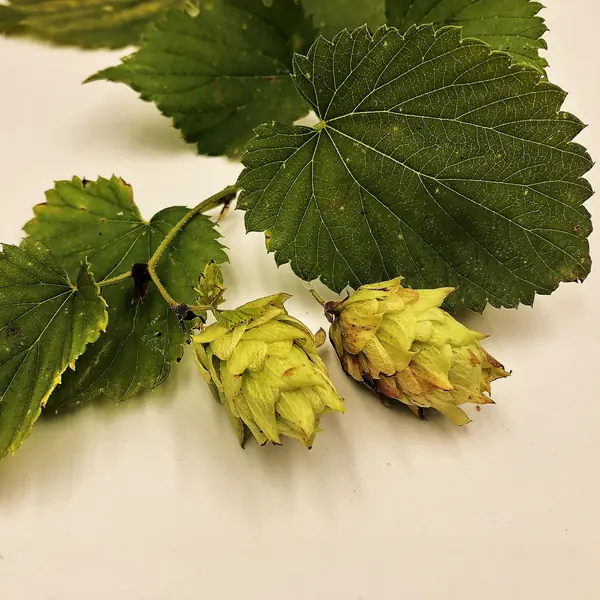 Cônes de houblon frais