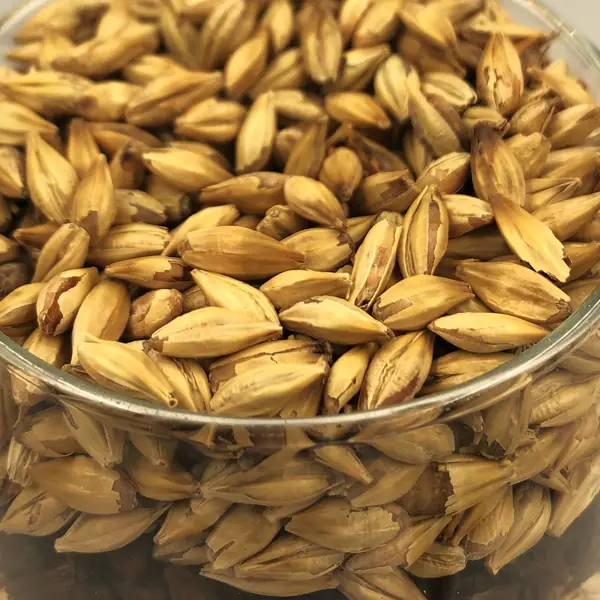 Grains de malt d'orge